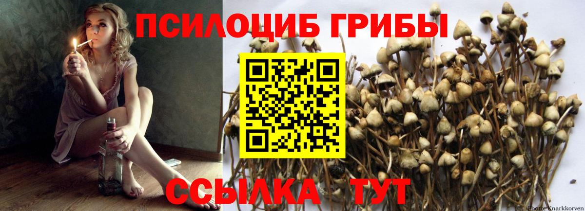 Касимов  Псилоцибиновые грибы GOLDEN TEACHER  Вход с VPN  Псилоцибиновые грибы мицелий 